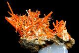 Bright Orange Crocoite Crystal Cluster - Tasmania #182727-1